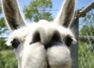 14 доказів того, що лами та альпаки — самі смішні тварини в світі!