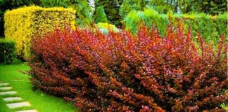Різнокольорові чагарники на ділянці: чаруючу красу саду!