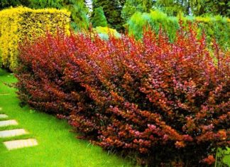 Різнокольорові чагарники на ділянці: чаруючу красу саду!