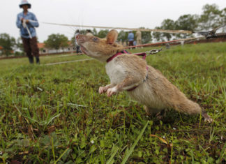Щури-сапери