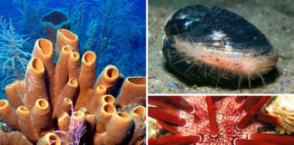 Які тварини живуть найдовше?