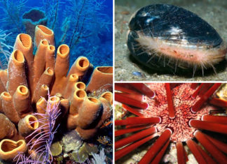 Які тварини живуть найдовше?