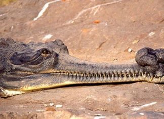 25 найбільш дивних тварин планети