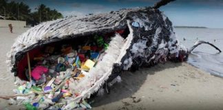 Екологічна катастрофа: Животи більшості китів забиті пластиком