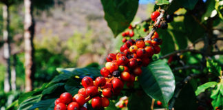 Шлях кавових зерен від дозрівання до магазинного прилавка