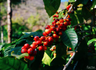 Шлях кавових зерен від дозрівання до магазинного прилавка