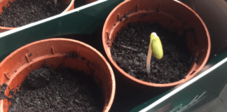 Експрес-метод вирощування розсади огірків: швидше просто не буває!