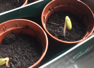 Експрес-метод вирощування розсади огірків: швидше просто не буває!