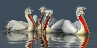 Вразливий вид «баб-птахів» вибрав для розмноження прифронтовий район Донбасу, заявили екологи