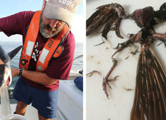 Вчені випадково відкрили незвичайну жертву тигрових акул