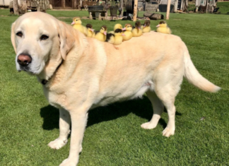 Чужих дітей не буває: пес став прийомним батьком для осиротілих каченят