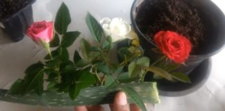Як посадити троянду