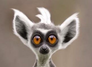 Чоловік дізнався про коханця дружини штрафу ДАІ. І інші дивні і безглузді штрафи з камер