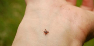 Кліщ більше не вкусить: дідівський спосіб тайговий