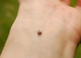 Кліщ більше не вкусить: дідівський спосіб тайговий