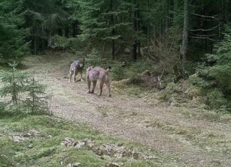 У Білорусі відбулася рідкісна сутичка рисі з вовком, але фінал вийшов незвичайний