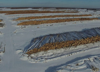 Хто вирубує російську тайгу? Я в шоці!