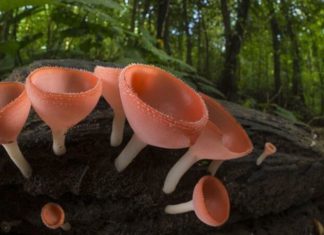 У Канаді знайшли найдавніший викопний гриб !!!