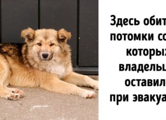 Подивіться, які звірі живуть у зоні відчуження Чорнобиля. Здається, природа майже залікувала рани, які їй наніс чоловік