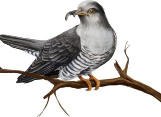 Чому зозулю вважають «безвідповідальною матірю?