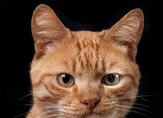 Щиросерді портрети тварин