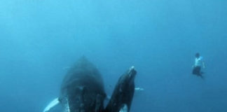 Фотографії, змушують до тремтіння боятися моря