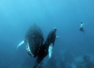 Фотографії, змушують до тремтіння боятися моря