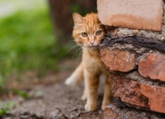 «Акустичні кішечки» — команда кішок-шпигунів, підготовлена ЦРУ