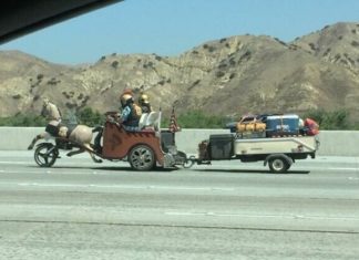 40 зустрічей на дорозі, від яких у водіїв округлювалися очі