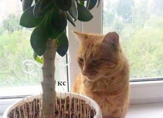 ТРЕБА ЗНАТИ, ДЕ І КОЛИ Писати!