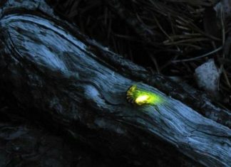 Чому світлячки світяться?