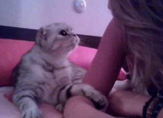 Шановний кошеня обсипає поцілунками господиню і не бажає віддалятися від неї ні на міліметр