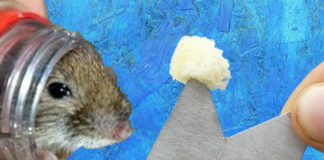 Працює мишоловка за одну хвилину