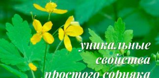 Чистотіл. Властивості. Застосування. Лікування. Протипоказання