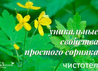 Чистотіл. Властивості. Застосування. Лікування. Протипоказання