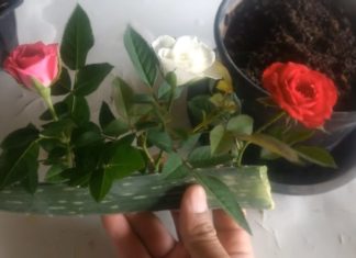 Дієвий спосіб посадити троянду: алое віра вам в допомогу!