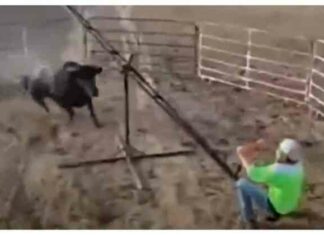 Екстремальна розвага за участю розлюченого бика