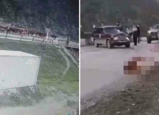 Аварія дня. На алтаї автомобілістка на вазі влетіла в стадо корів