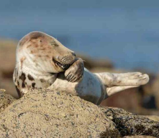 22 найсмішніших фото від переможців comedy wildlife photo awards 2021