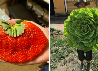 Багато-не мало! 47 прикладів, коли їжа здатна здивувати не тільки смаком, але і розмірами