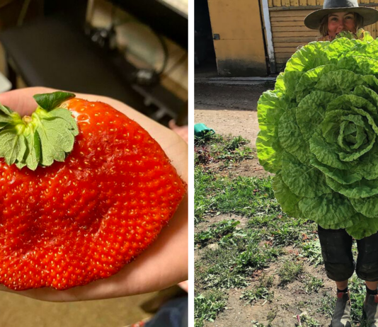 Багато-не мало! 47 прикладів, коли їжа здатна здивувати не тільки смаком, але і розмірами