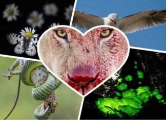 Дика природа 2021-кращі фотографії