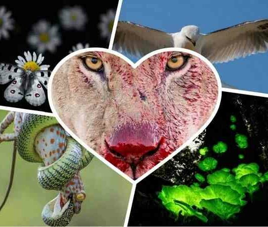 Дика природа 2021-кращі фотографії