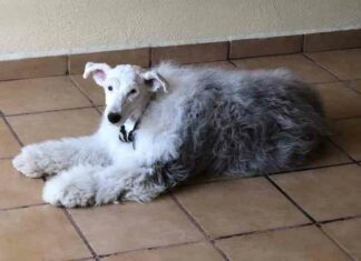 22 випадки, коли стрижка перетворила тварин до невпізнання