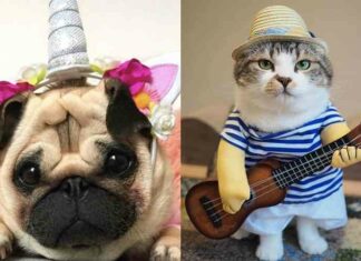 15 забавних костюмів для домашніх улюбленців з aliexpress