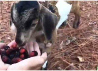 Верхи на козі: незвичайні друзі ласують ягодами