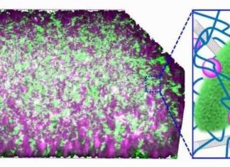 Представлений прототип бактеріального генератора електроенергії