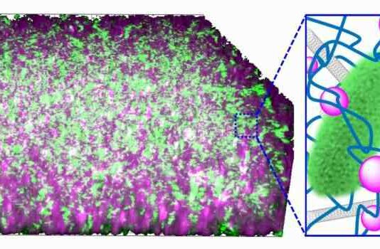Представлений прототип бактеріального генератора електроенергії