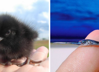 60 чарівних дитинчат тварин, які своєю чарівністю можуть порадувати без слів