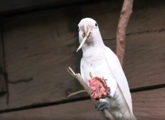 Какаду виявилися першими не приматами, які використовують знаряддя